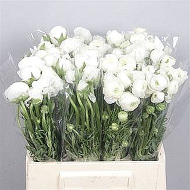 Ranunculus Elegance White