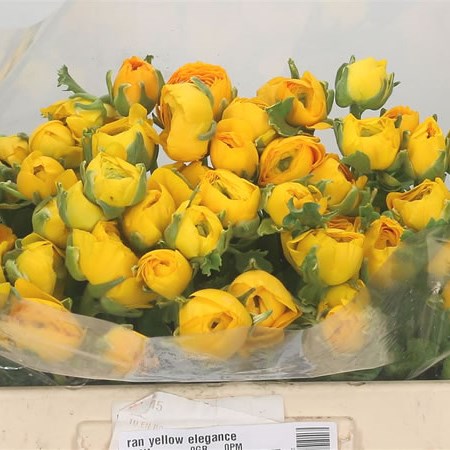 Ranunculus Elegance Yellow