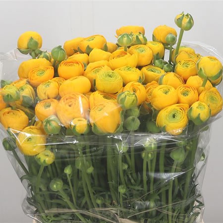 Ranunculus Elegance Yellow