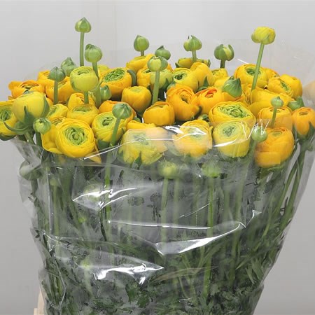 Ranunculus Elegance Yellow Extra