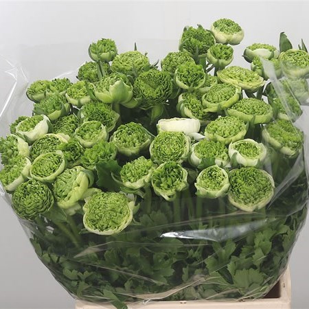 Ranunculus Festival White/Green