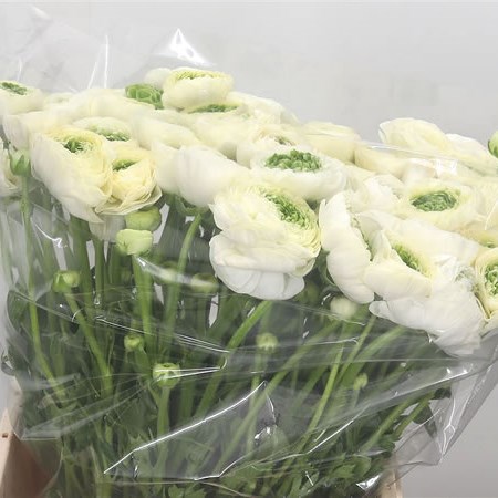 Ranunculus Festival White/Green