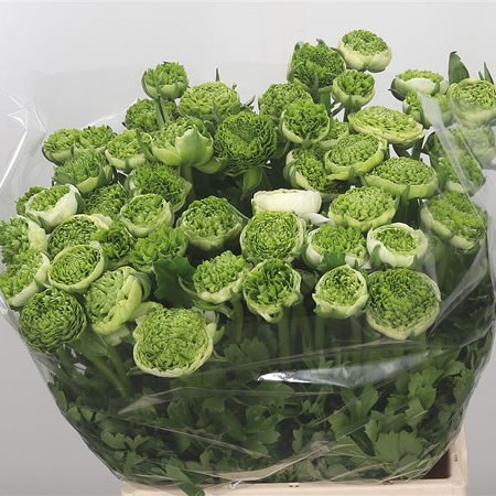 Ranunculus Festival White/Green