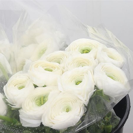 Ranunculus Firenze White GIGA