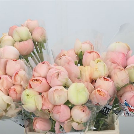 Ranunculus Grand Pastel