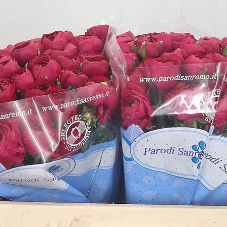 Ranunculus Hot Pink Passion