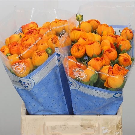 Ranunculus Mandarino