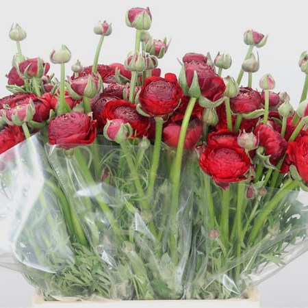 Ranunculus Mistral Red Baron