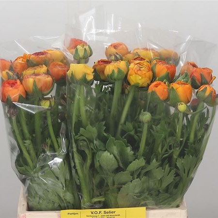 Ranunculus Orange Giga