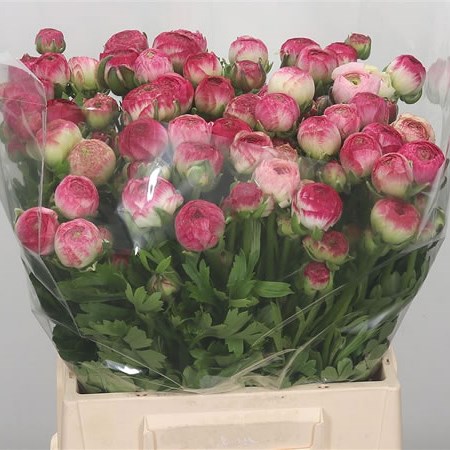 Ranunculus Picotee Pink (Extra)