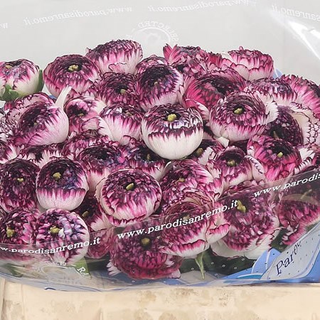 Ranunculus Picotee Rose 760