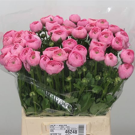 Ranunculus Pink 418