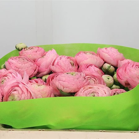 Ranunculus Pink 418