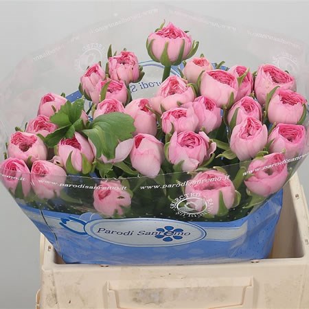 Ranunculus Pink 423