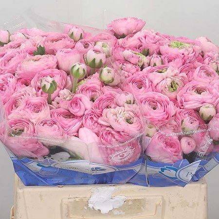 Ranunculus Pink Confetto