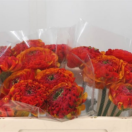 Ranunculus Pon Pon Bronze