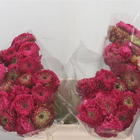 Ranunculus Pon Pon Fanny