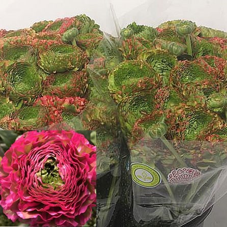 Ranunculus Pon Pon Fanny