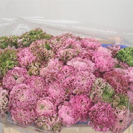 Ranunculus Pon Pon Hermione