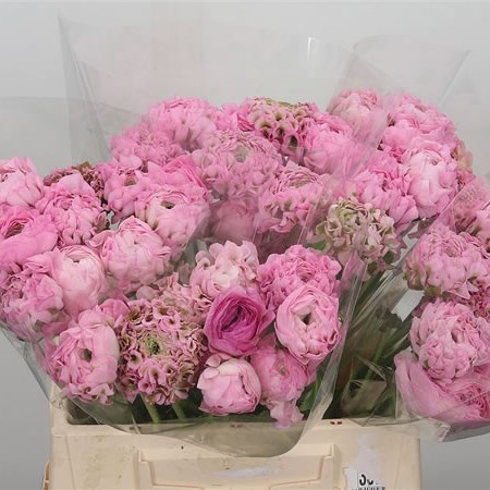 Ranunculus Pon Pon Hermione
