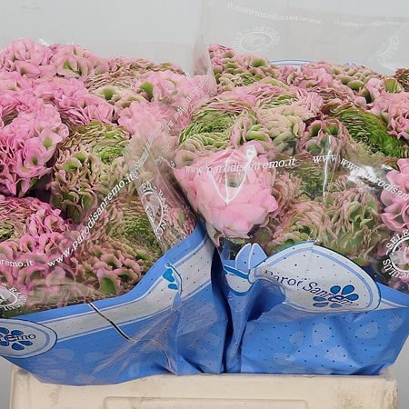 Ranunculus Pon Pon Hermione