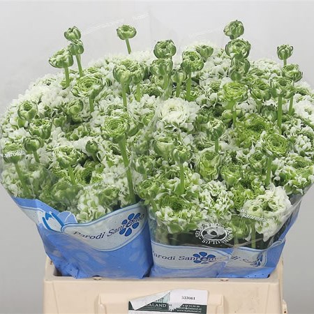 Ranunculus Pon Pon Iglo