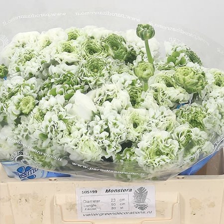 Ranunculus Pon Pon Igloo
