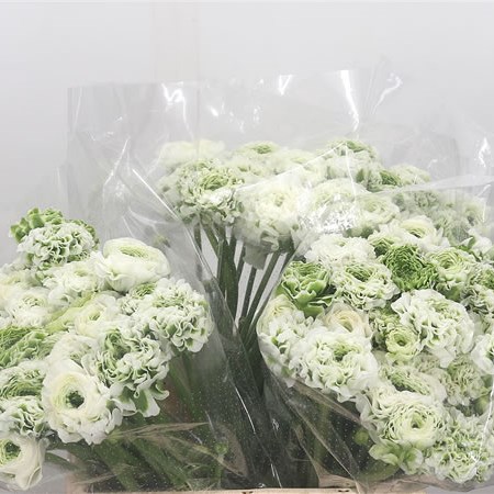 Ranunculus Pon Pon Igloo