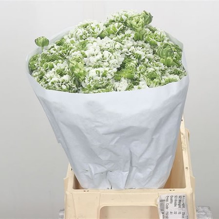 Ranunculus Pon Pon Igloo