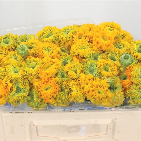 Ranunculus Pon Pon Luna