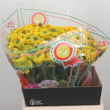 Ranunculus Pon Pon Luna