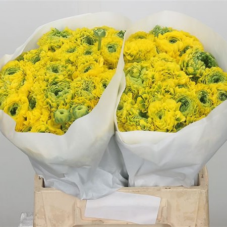 Ranunculus Pon Pon Luna