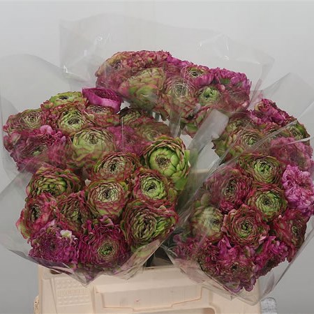 Ranunculus Pon Pon Malva
