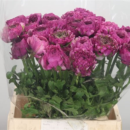 Ranunculus Pon Pon Malva
