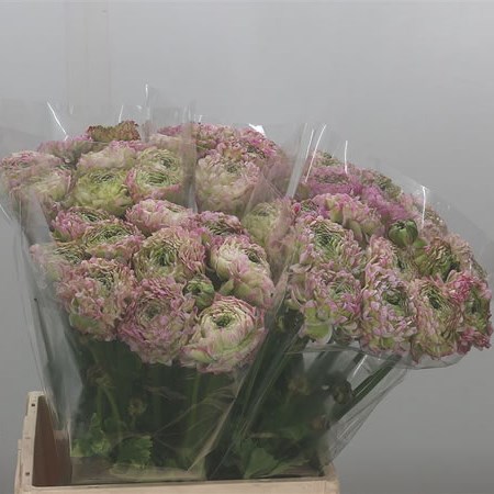 Ranunculus Pon Pon Malva