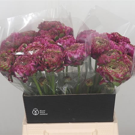 Ranunculus Pon Pon Malva