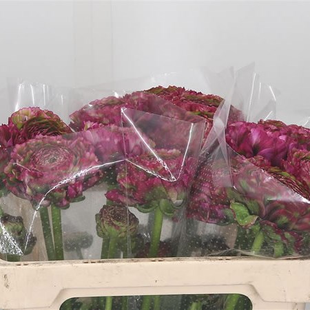 Ranunculus Pon Pon Malva
