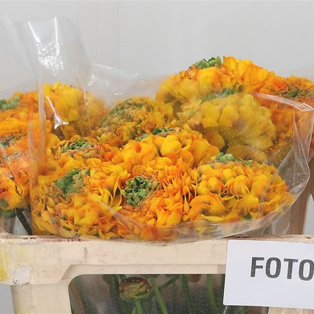 Ranunculus Pon Pon Merlino
