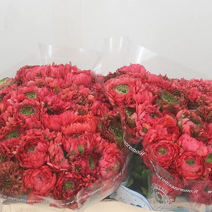 Ranunculus Pon Pon Minerva