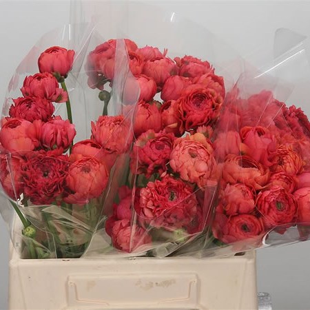 Ranunculus Pon Pon Minerva