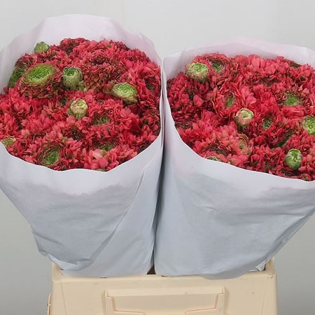 Ranunculus Pon Pon Minerva
