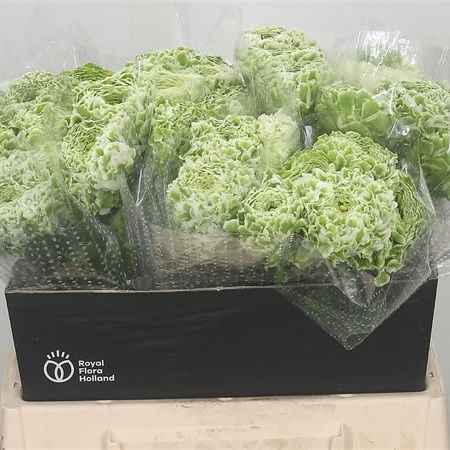 Ranunculus Pon Pon Silente