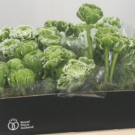 Ranunculus Pon Pon Silente