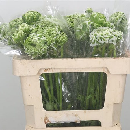 Ranunculus Pon Pon Silente