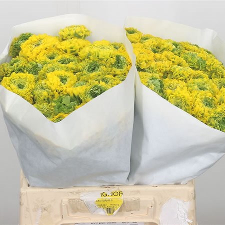 Ranunculus Pon Pon Stella