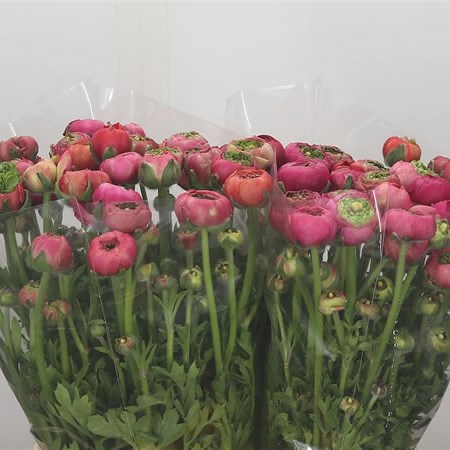 Ranunculus Reinette Pink