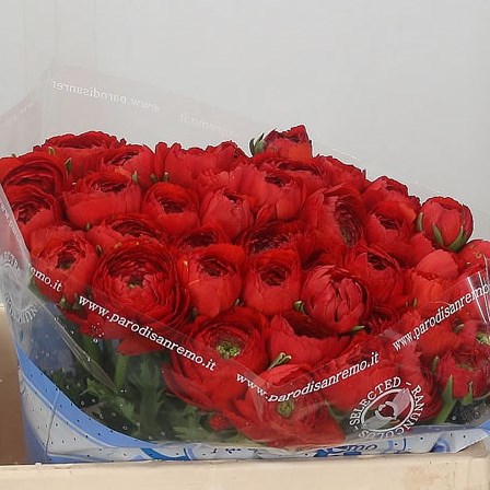Ranunculus Sangria