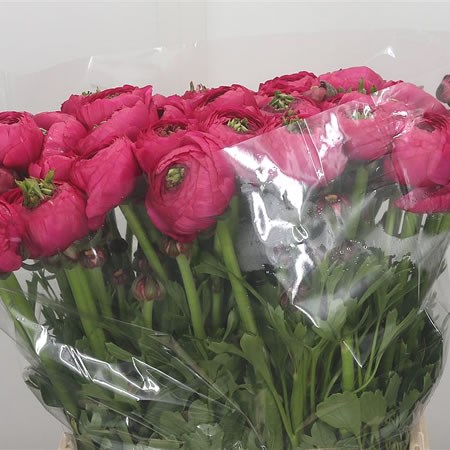 Ranunculus Spotlight Ex