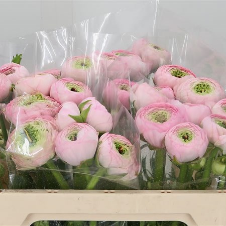 Ranunculus Success 416 Pink