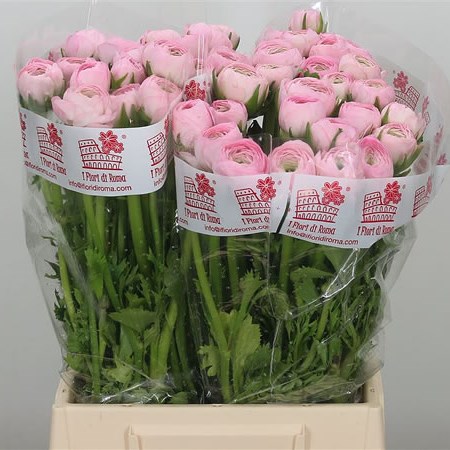 Ranunculus Success 416 Pink